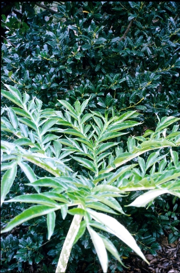 Image of Amorphophallus prainii|Juniper Level Botanic Gdn, NC|JLBG