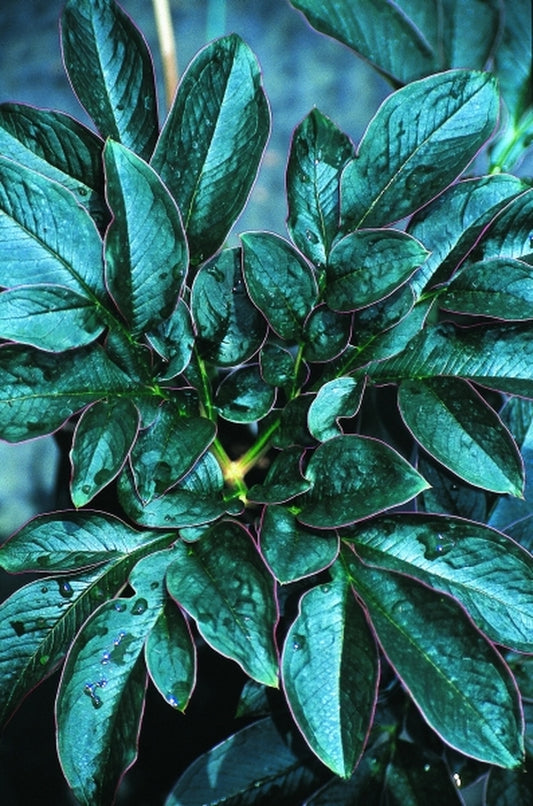 Image of Amorphophallus saururus|Juniper Level Botanic Gdn, NC|JLBG