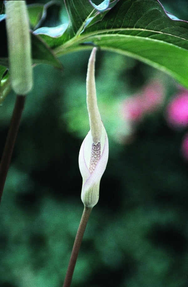 Image of Amorphophallus saururus|Juniper Level Botanic Gdn, NC|JLBG