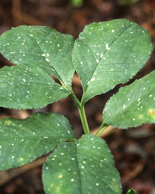 Image of Amorphophallus serrulatus Spotted Leaf Form|Juniper Level Botanic Gdn, NC|JLBG