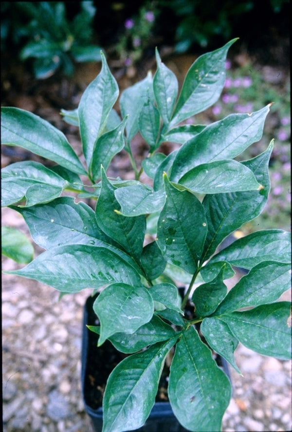 Image of Amorphophallus sumawongii|Juniper Level Botanic Gdn, NC|JLBG