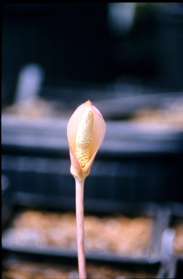 Image of Amorphophallus sumawongii|Juniper Level Botanic Gdn, NC|JLBG