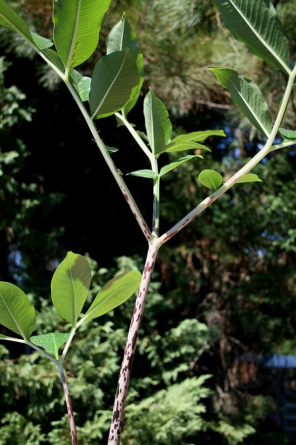 Image of Amorphophallus tenuispadix PDN #3|Juniper Level Botanic Gdn, NC|JLBG