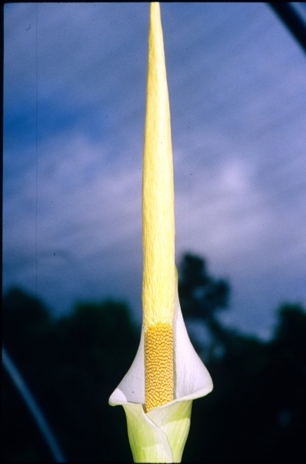 Image of Amorphophallus variabilis|Juniper Level Botanic Gdn, NC|JLBG