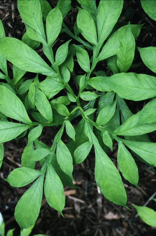 Image of Amorphophallus yuloensis PDN #1|Juniper Level Botanic Gdn, NC|JLBG