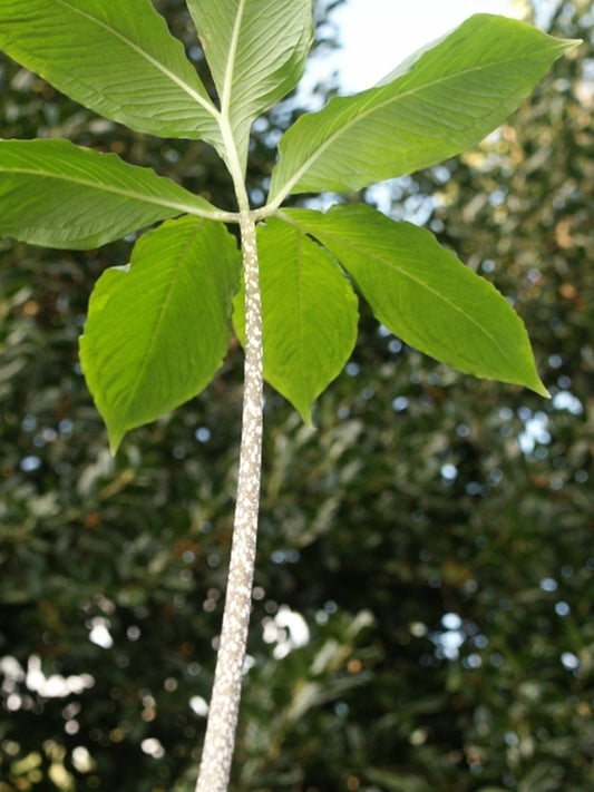 Image of Amorphophallus yunnanensis Lai Chau Form|In Situ, Lai Chau, Vietnam|