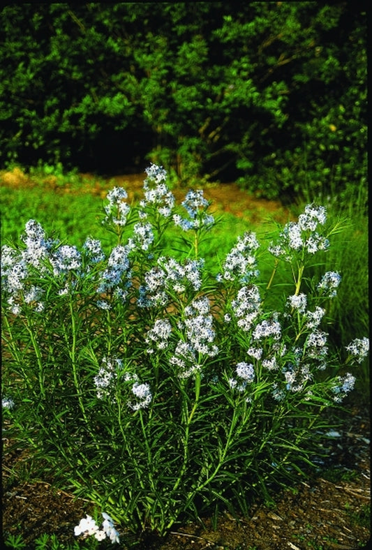 Image of Amsonia 'Seaford Skies'|Juniper Level Botanic Gdn, NC|JLBG