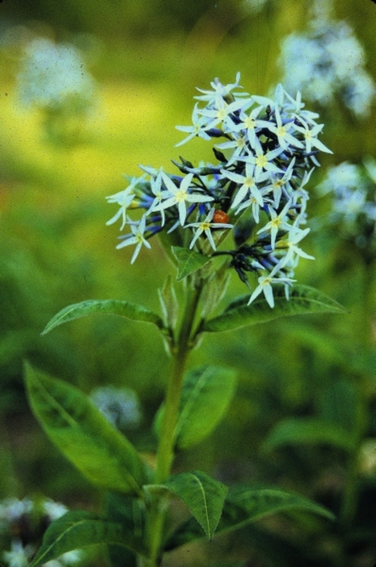 Image of Amsonia ludoviciana|Juniper Level Botanic Gdn, NC|JLBG