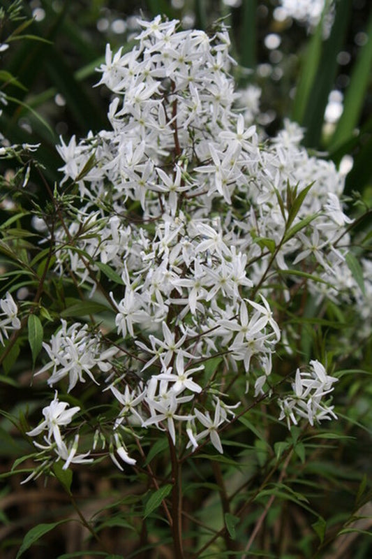 Image of Amsonia rigida|Juniper Level Botanic Gdn, NC|JLBG