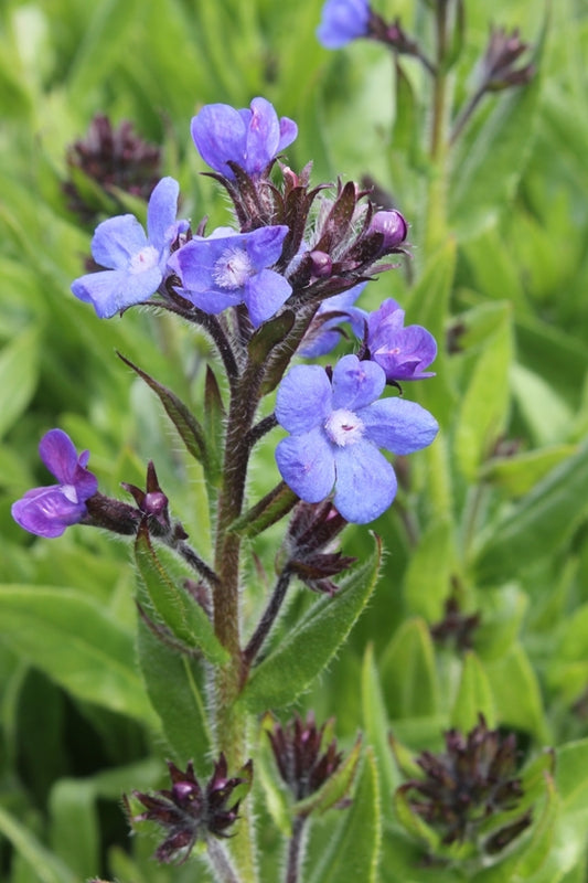 Image of Anchusa azurea 'Loddon Royalist'||