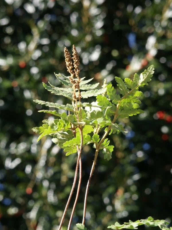 Image of Anemia tomentosa var. australe coll. #A1AG-047|Juniper Level Botanic Gdn, NC|JLBG