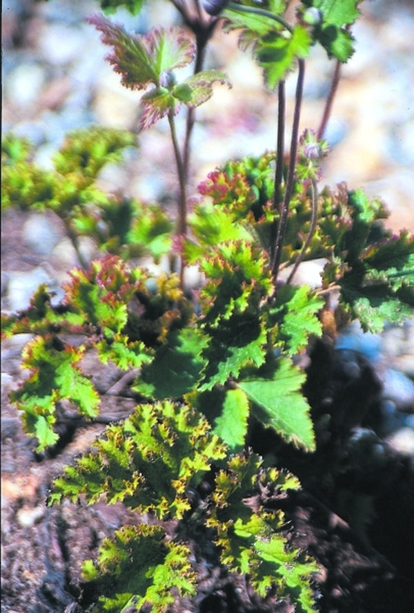 Image of Anemone hupehensis 'Crispa'|Juniper Level Botanic Gdn, NC|JLBG
