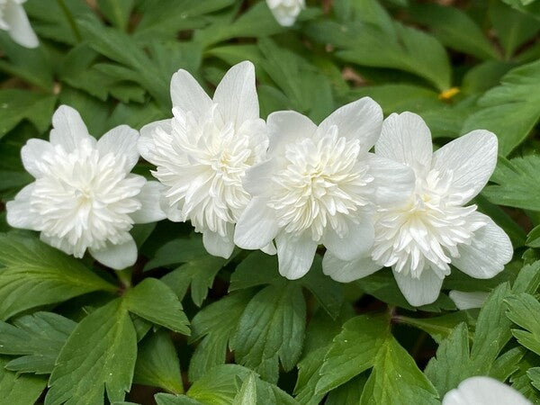 Image of Anemone nemorosa 'Vestal' by E. Taylor