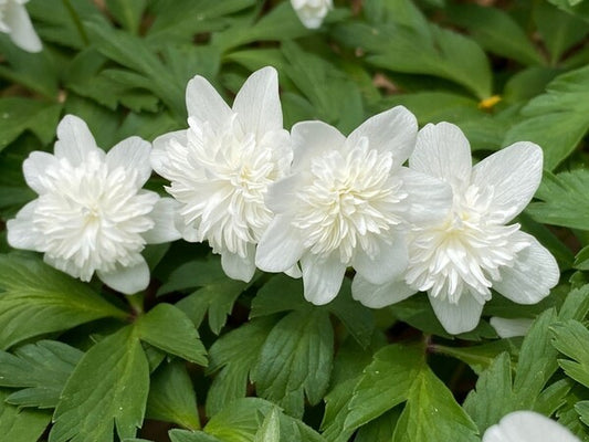Image of Anemone nemorosa 'Vestal' by E. Taylor