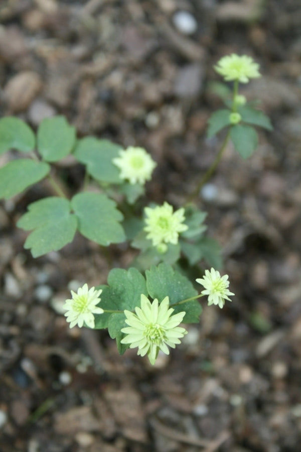 Image of Anemonella thalictroides 'Betty Blake'|Juniper Level Botanic Gdn, NC|JLBG