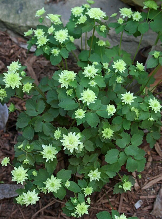 Image of Anemonella thalictroides 'Betty Blake'||
