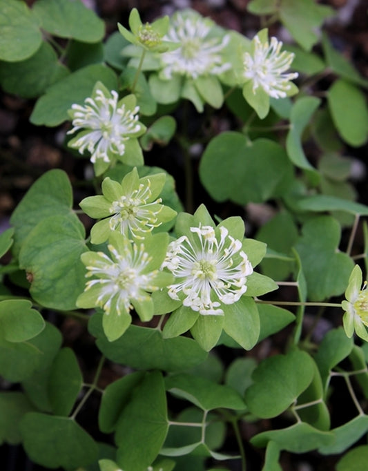 Image of Anemonella thalictroides 'Green Hurricane'||