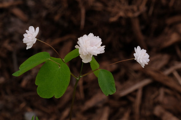 Image of Anemonella thalictroides 'Kikuzaki White'||