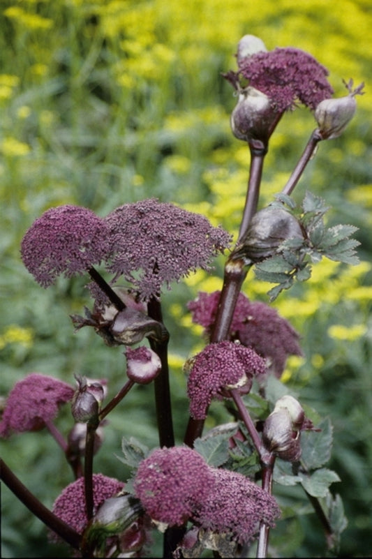 Image of Angelica gigas coll. #A1K-050|Juniper Level Botanic Gdn, NC|JLBG