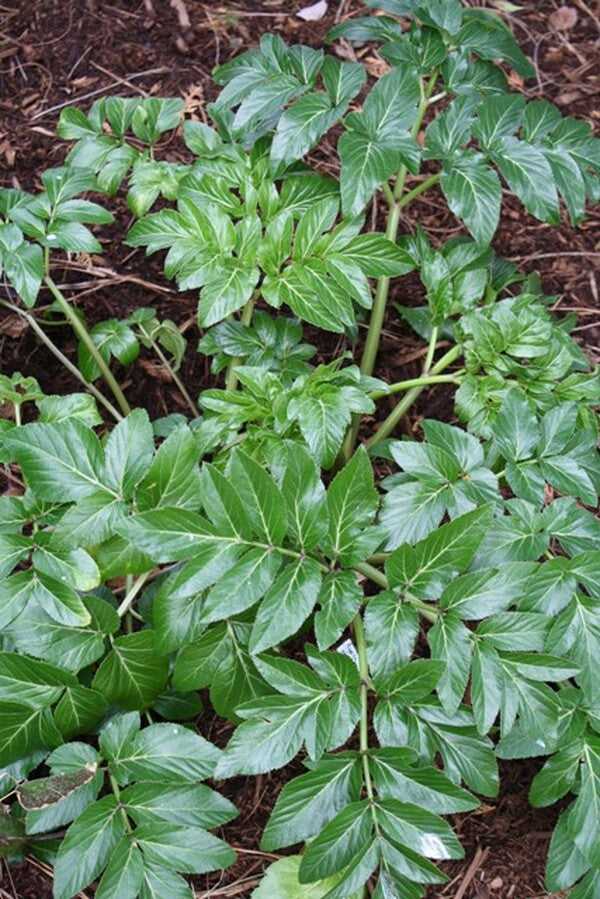 Image of Angelica japonicataken at Juniper Level Botanic Gdn, NC by JLBG