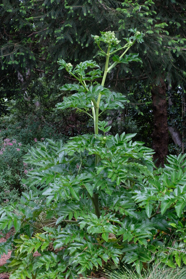Image of Angelica japonicataken at Juniper Level Botanic Gdn, NC by JLBG