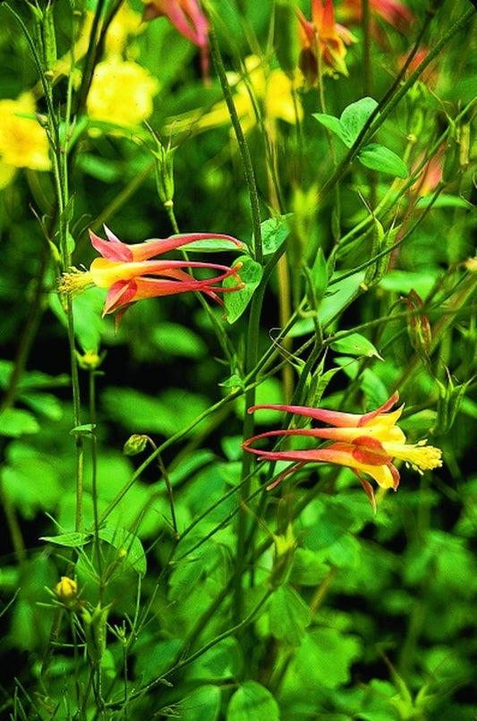 Image of Aquilegia 'Blazing Star'|Juniper Level Botanic Gdn, NC|JLBG