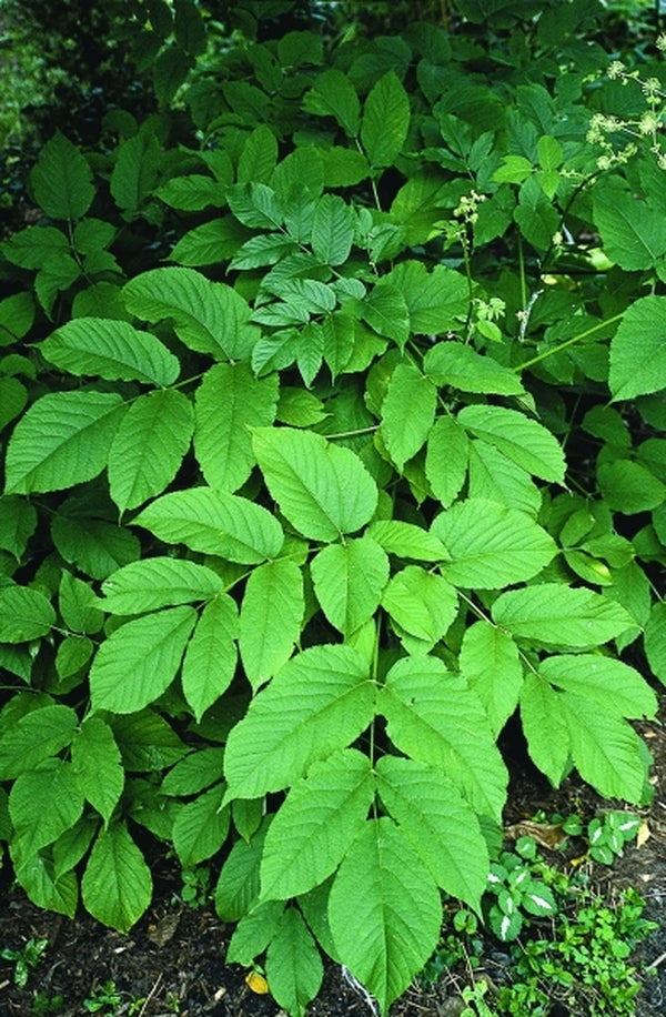 Image of Aralia cordatataken at Juniper Level Botanic Gdn, NC by JLBG