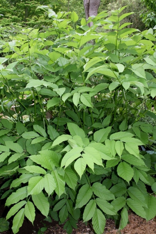 Image of Aralia cordatataken at Juniper Level Botanic Gdn, NC by JLBG