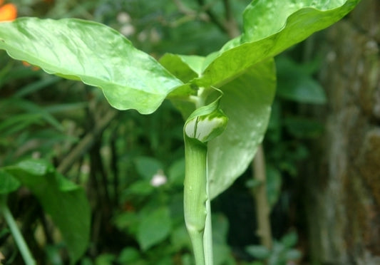 Image of Arisaema album|India|S. Pradhan