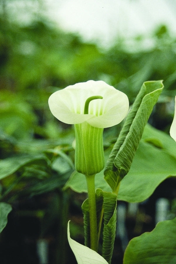 striped lily flower Learn about Arisaema candidissimum White Flower Form | White Stripe Cobra Lily