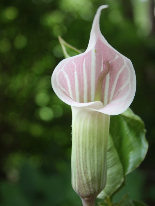 Image of Arisaema candidissimum||