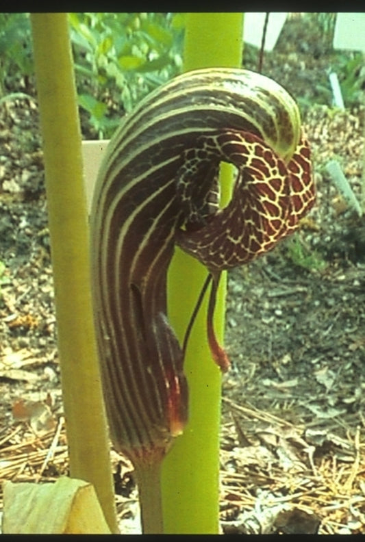 Image of Arisaema dahaiense|Juniper Level Botanic Gdn, NC|JLBG