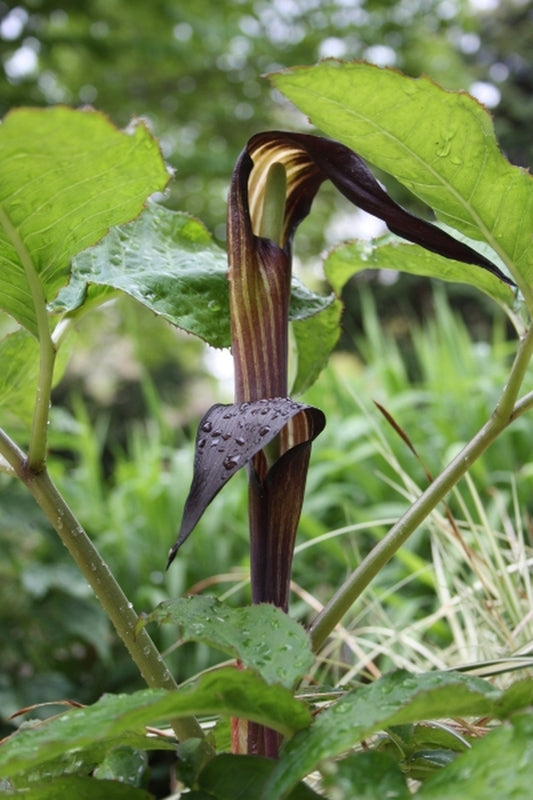 Image of Arisaema engleri|Juniper Level Botanic Gdn, NC|JLBG