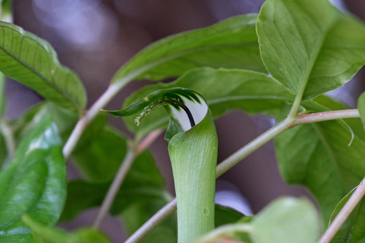 Image of Arisaema grapsospadix 'Alishan'