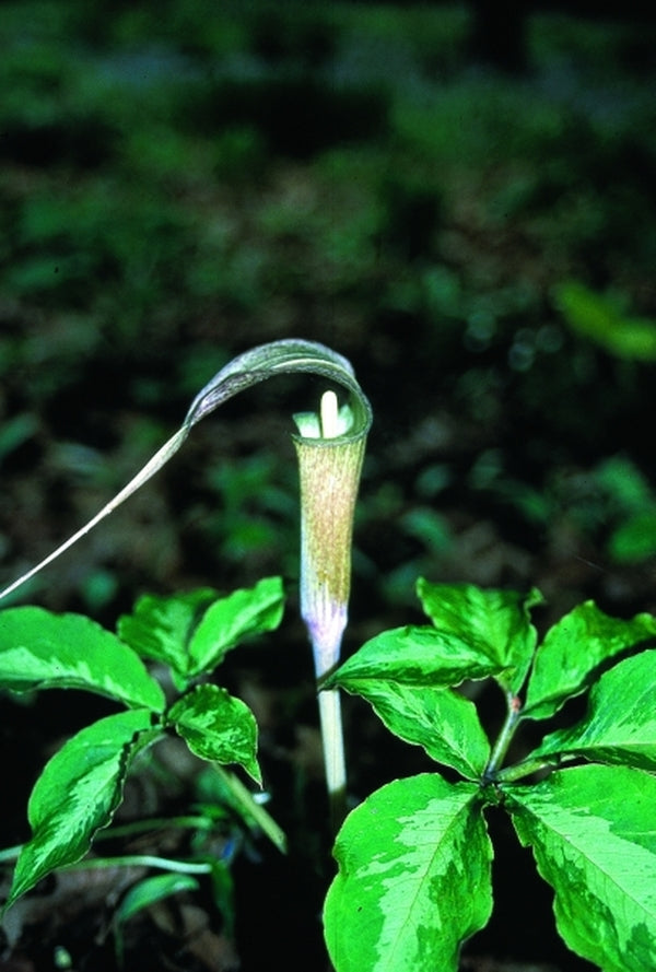 Image of Arisaema kishidae 'Jack Frost'|H. Hansen Gdn, MN|H. Hansen
