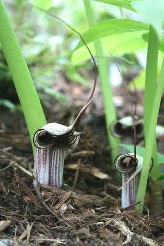 Image of Arisaema kiushianum||