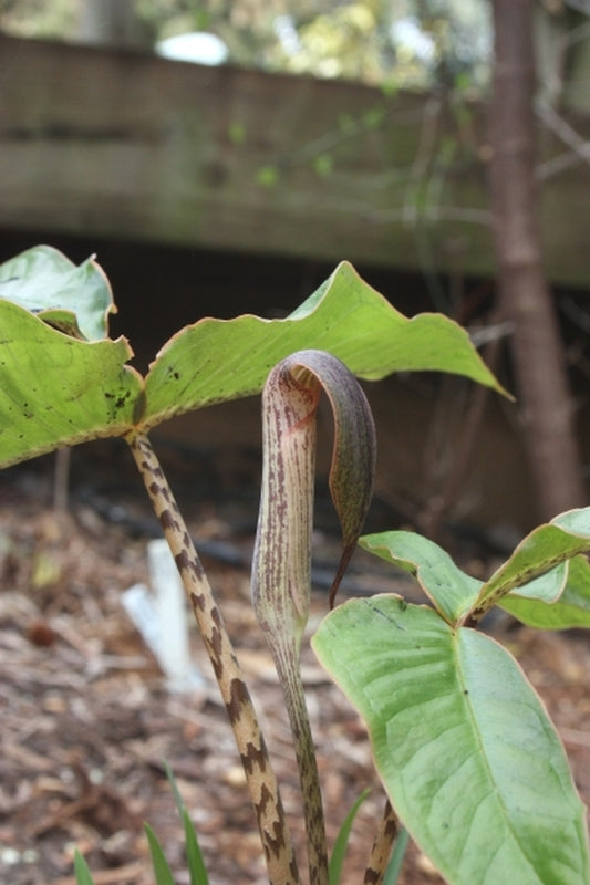 Image of Arisaema lobatum||
