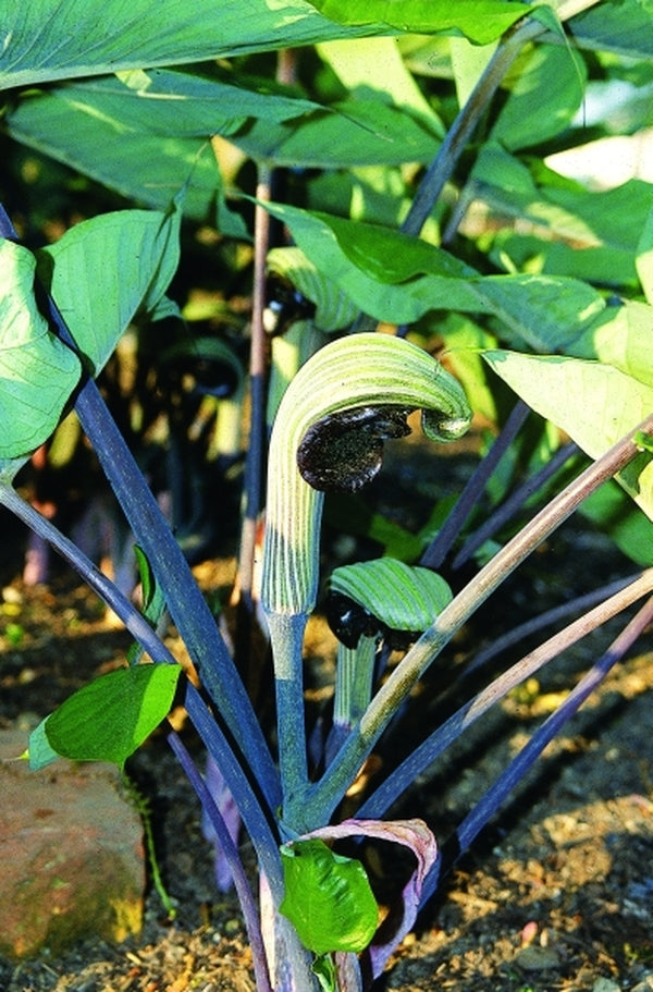 Image of Arisaema ringens 'Black Mamba'|Juniper Level Botanic Gdn, NC|JLBG
