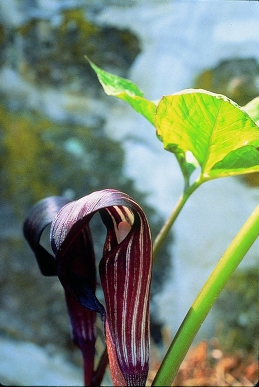 Image of Arisaema sazensoo|B. Yinger Gdn, PA|