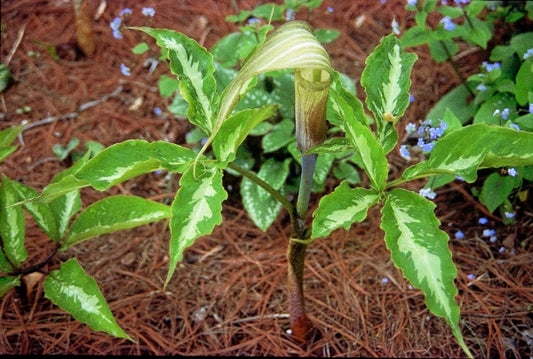 Image of Arisaema serratum Silver Center|B. Yinger Gdn, PA|