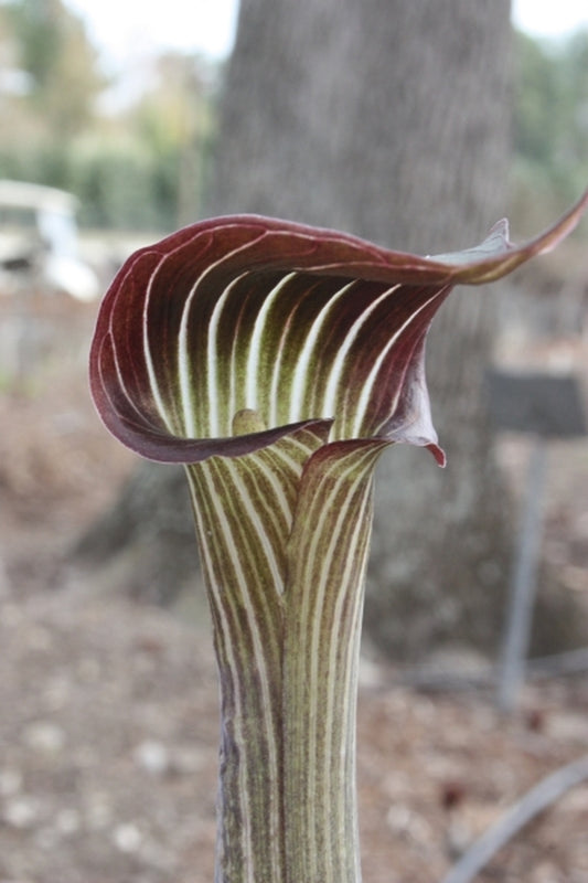 Image of Arisaema serratum var. mayebarae|Juniper Level Botanic Gdn, NC|JLBG