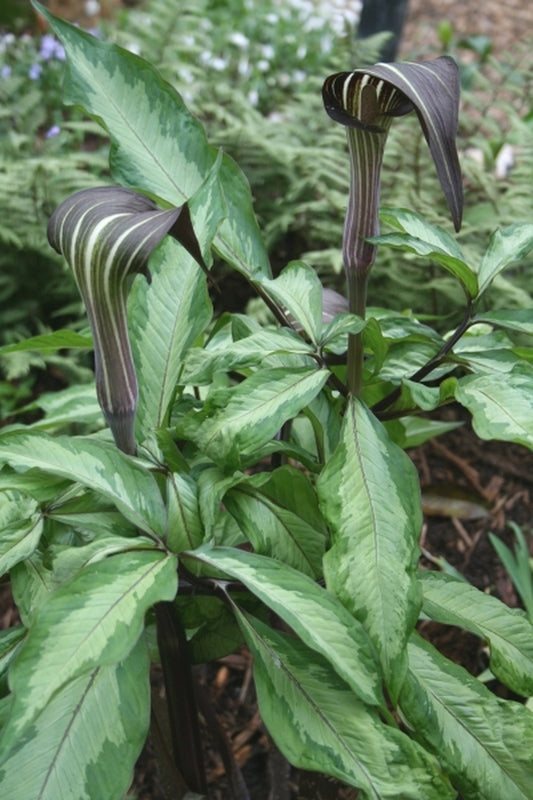 Image of Arisaema serratum var. serratum 'Ulleung Treasure'|Juniper Level Botanic Gdn, NC|JLBG