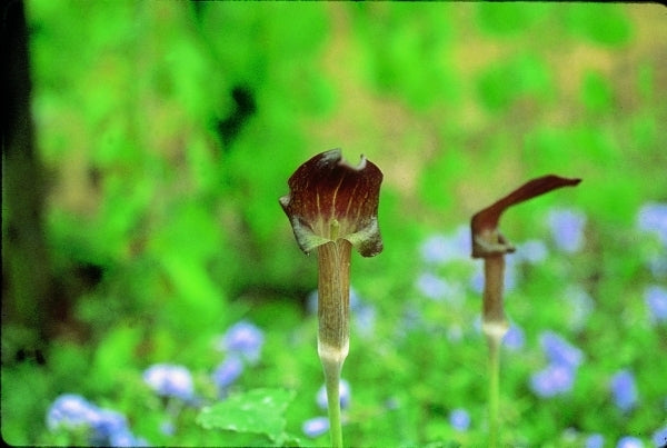 Image of Arisaema ternatipartitum|B. Yinger Gdn, PA|B. Yinger