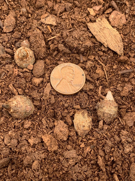 Image of Arisaema thunbergii ssp. urashima|Juniper Level Botanic Gdn, NC|C. Hardison