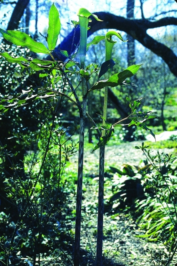 Image of Arisaema yamatense|Juniper Level Botanic Gdn, NC|JLBG
