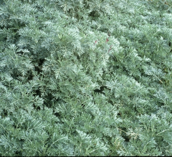 Image of Artemisia 'Powis Castle'|NC State Fair|