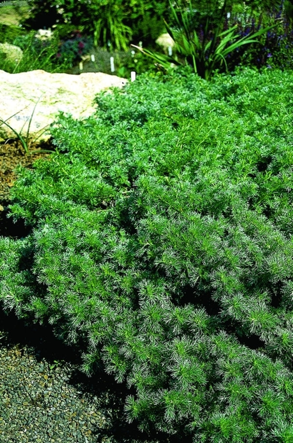 Image of Artemisia capillaris|Juniper Level Botanic Gdn, NC|JLBG