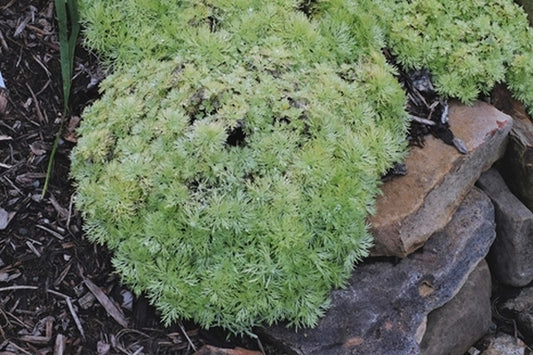Image of Artemisia schmidtiana 'Ever Goldy'|Juniper Level Botanic Gdn, NC|JLBG