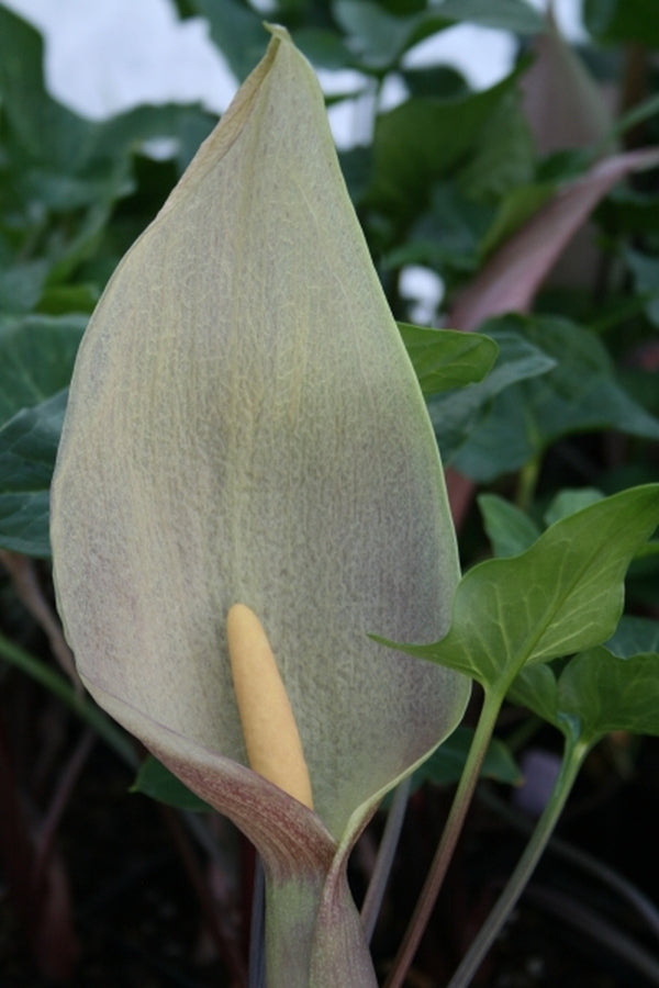 Image of Arum cyrenaicum x concinnatum|Juniper Level Botanic Gdn, NC|JLBG