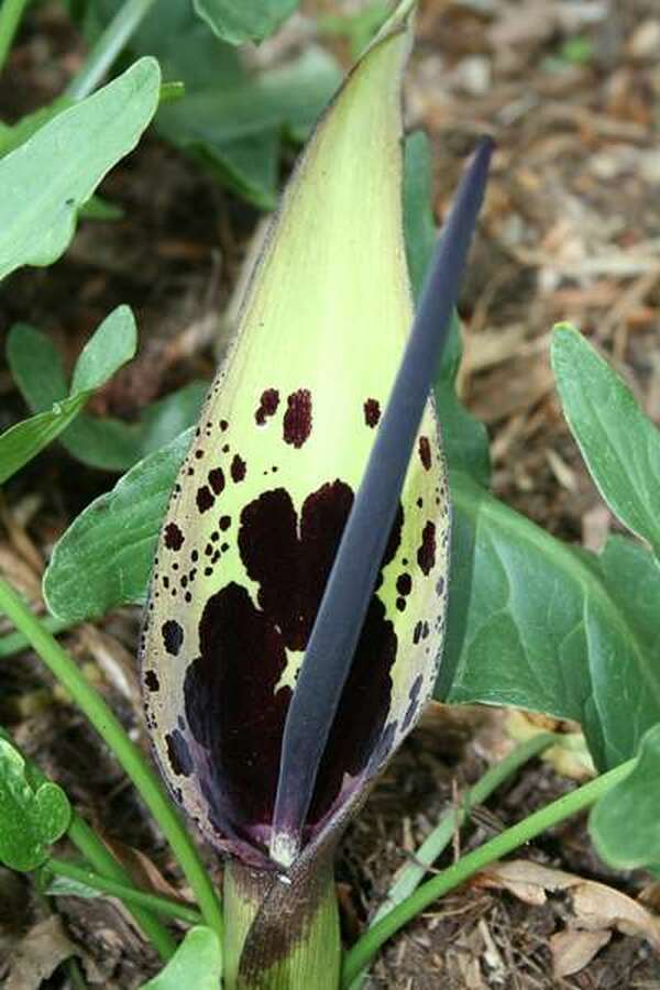 Image of Arum dioscoridis var. cyprium||